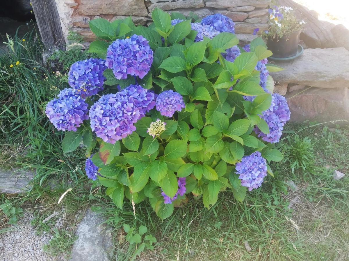 Apartamento Felicitas En La Casa De Cobos, Ribeira Sacra Puebla Del Brollon 외부 사진